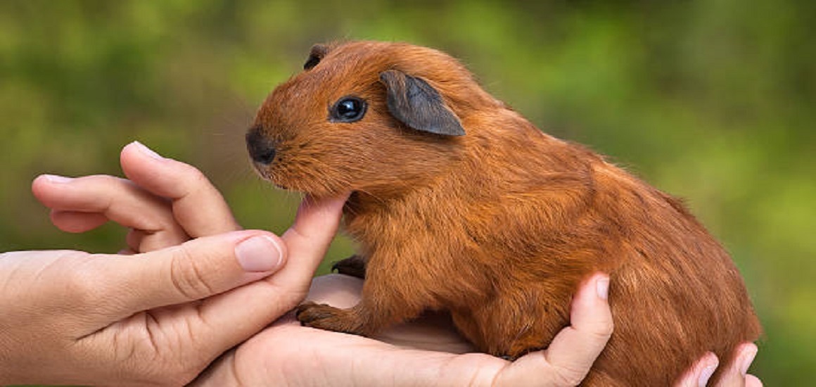 A tengerimalac ideális háziállat Hogyan gondoskodj a tengerimalacról